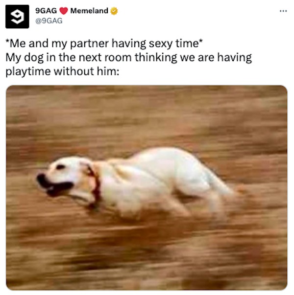 photo caption - 9GAG Memeland Me and my partner having sexy time My dog in the next room thinking we are having playtime without him