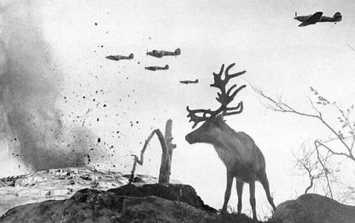A Shell-Shocked Reindeer Looks On As War Planes Drop Bombs On Russia In 1941