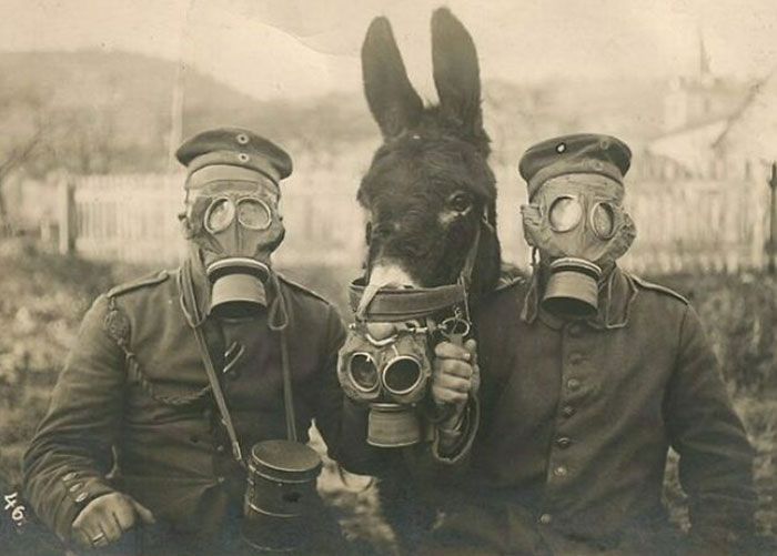 Two German Soldiers And Their Mule Wearing Gas Masks In Wwi, 1916. I'm Not Too Sure How That Worked Out For The Mule