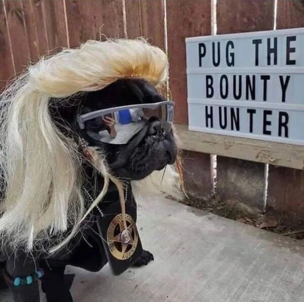 funny memes - snout - Pug The Bounty Hunter