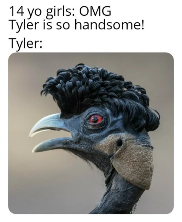 funny memes - omg tyler is so hot meme - 14 yo girls Omg Tyler is so handsome! Tyler