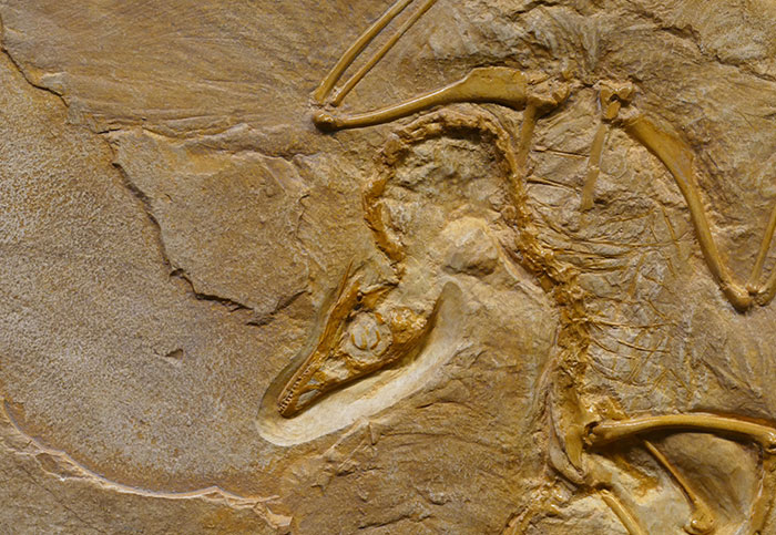 crazy facts - mbiresaurus raathi fossil