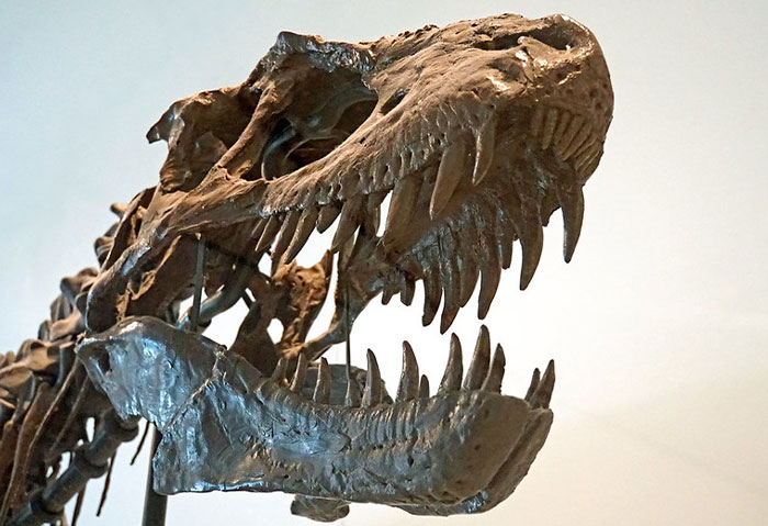 crazy facts - Tyrannosaurus rex