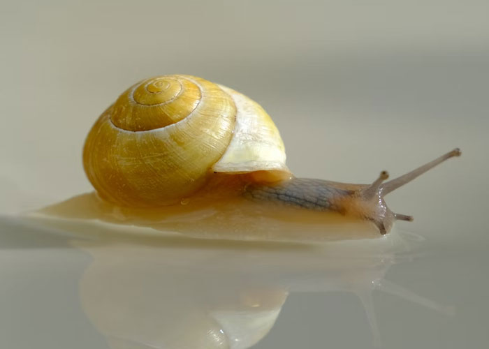 Working at a luxury hotel, I once got a call to remove a snail from a guests room as it was “coming after them” and that they were “afraid for their young child”