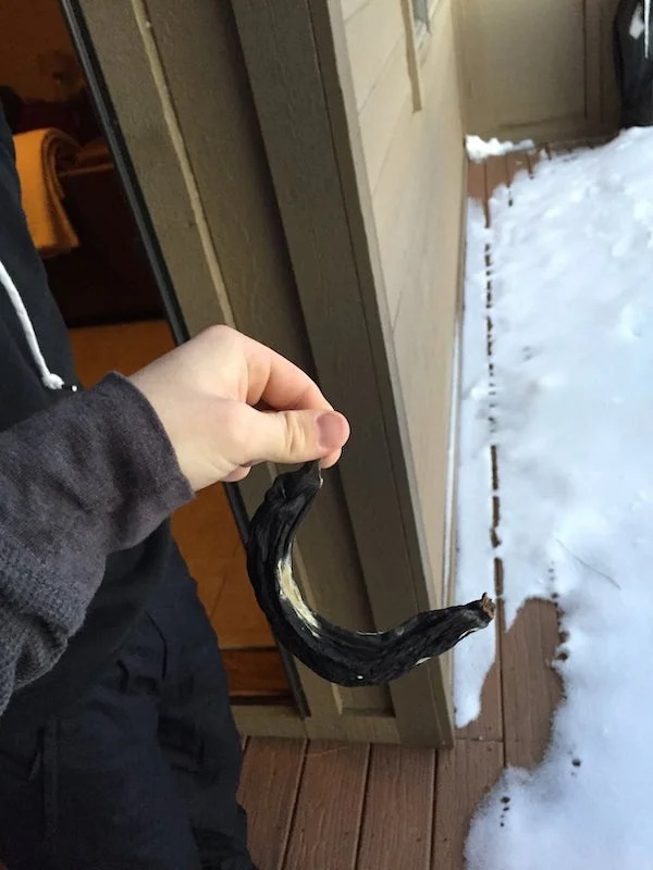 38 Things You Just Don't See Every Day.