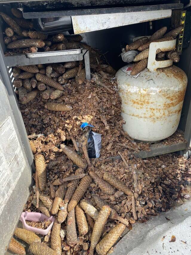 38 Things You Just Don't See Every Day.