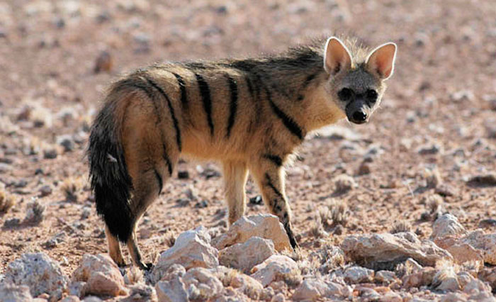 The aardwolf knows not to destory its food sources. Aardwolves eat part of a termite mound, leaves it, and return a few months later when the colony has rebuilt so it can have another meal. An aardwolf keeps track of mounds it attacked and can eat 250,000 termites in a single night.