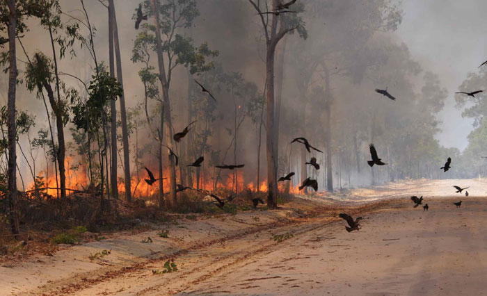 that “Firehawks” a collection of three Australian bird species, are the only animals besides humans known to use fire to hunt. They will pick up burning sticks from fires and carry them in their beaks and talons before dropping it in unburnt vegetation setting the ground ablaze driving prey out.