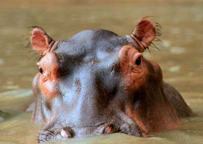 hippos have a reflex mechanism that allows them to pop up, take a breath, and go back down without waking up so they can sleep underwater.