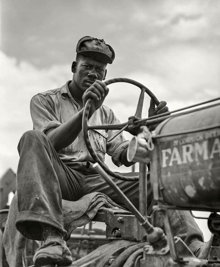 Driver Of Combine Threshing Oats, 1940