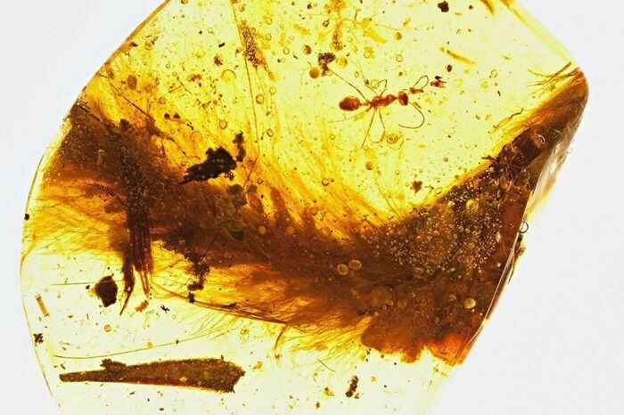 prehistoric pics fossils and bones - dinosaur tail in amber