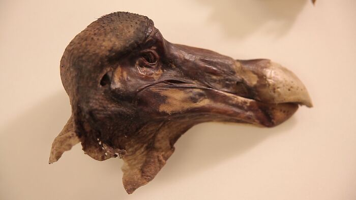 prehistoric pics fossils and bones - alice in wonderland dodo bird