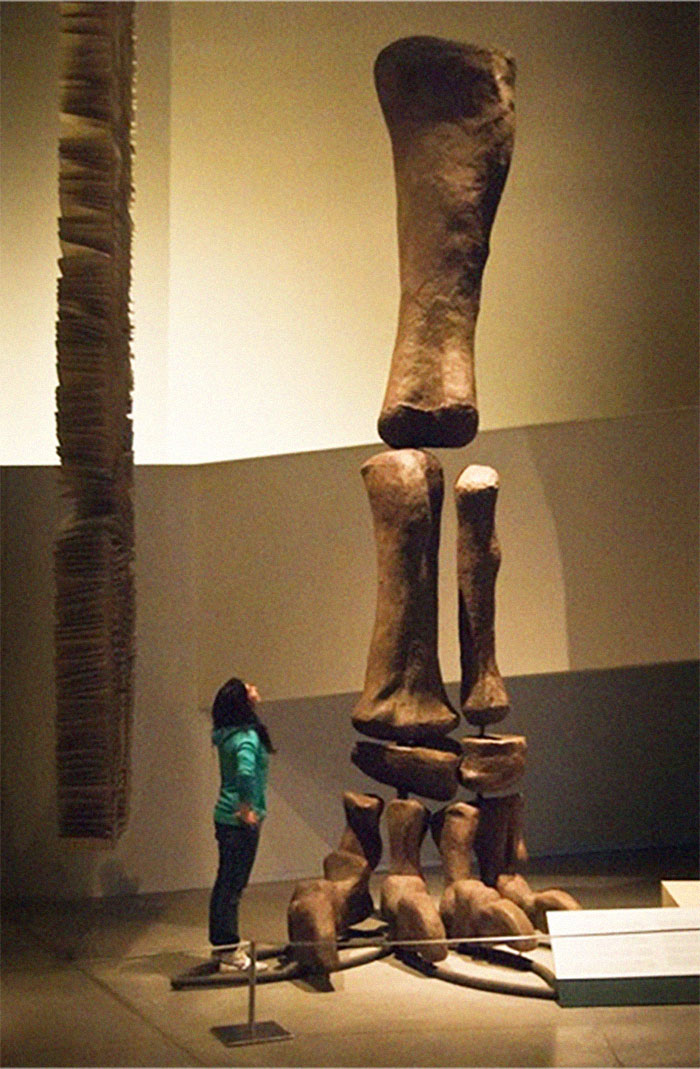 prehistoric pics fossils and bones - argentinosaurus leg bone