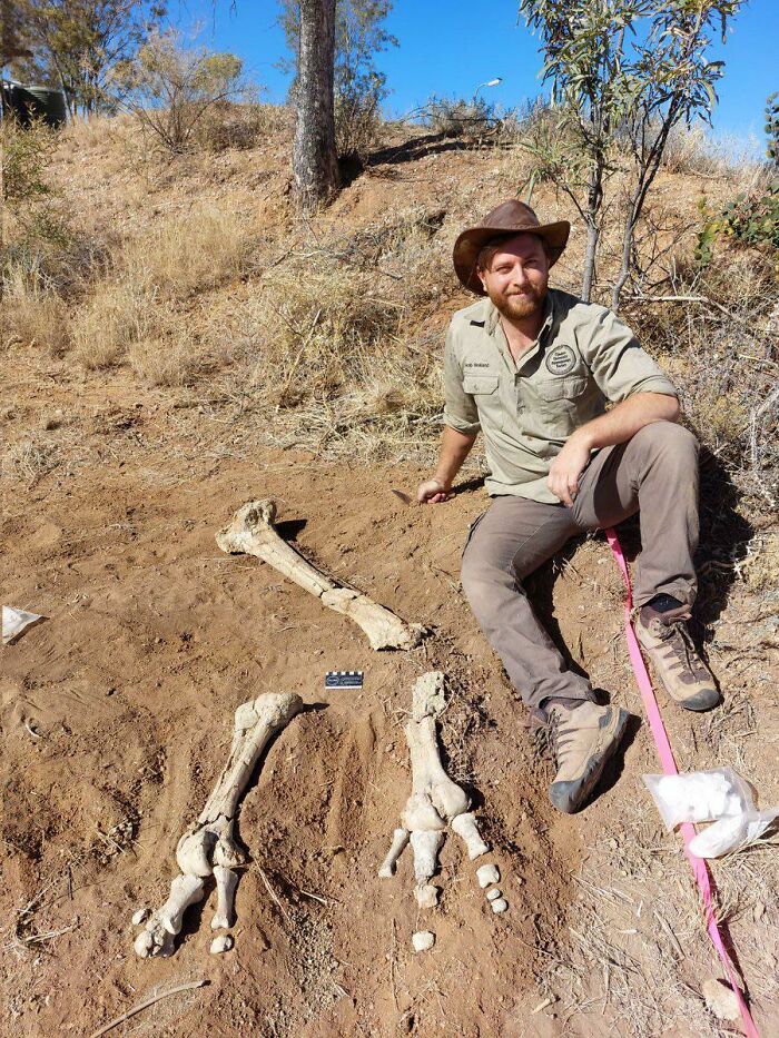 prehistoric pics fossils and bones - tree