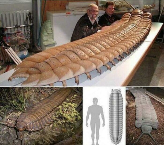 prehistoric pics fossils and bones - largest millipede to ever exist