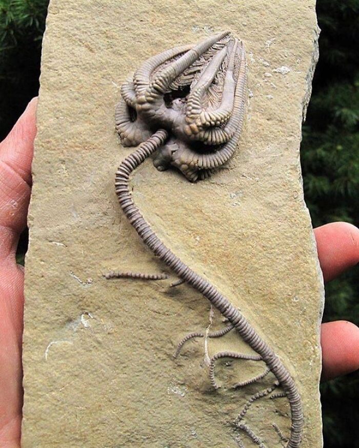 prehistoric pics fossils and bones - crinoid fossil - 3223