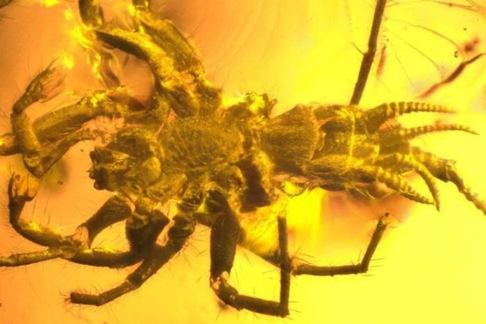 prehistoric pics fossils and bones - spider scorpion in amber