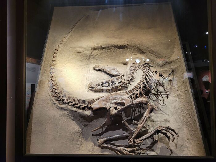 prehistoric pics fossils and bones - gorgosaurus death pose