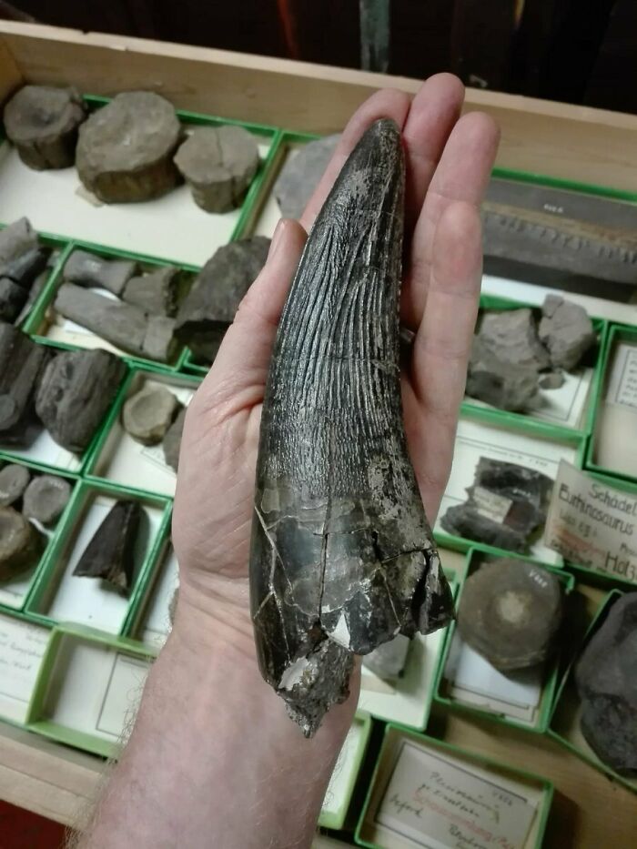 prehistoric pics fossils and bones - pliosaurus tooth - Plesinain vise Eurhinesaurus Schadel Holz