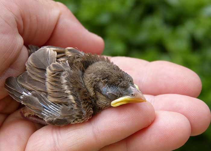 fascinating facts - baby birds in hawaii