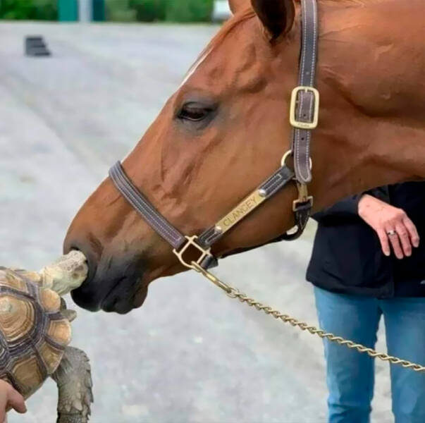 cool pics - turtle in horse nose - Clangey