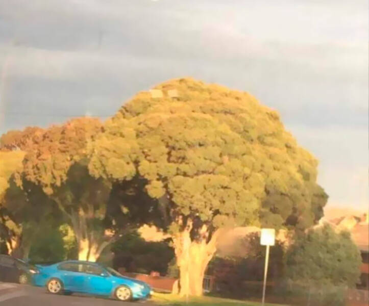 cool pics - tree looks like broccoli