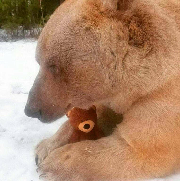 cool pics - bear holding teddy bear