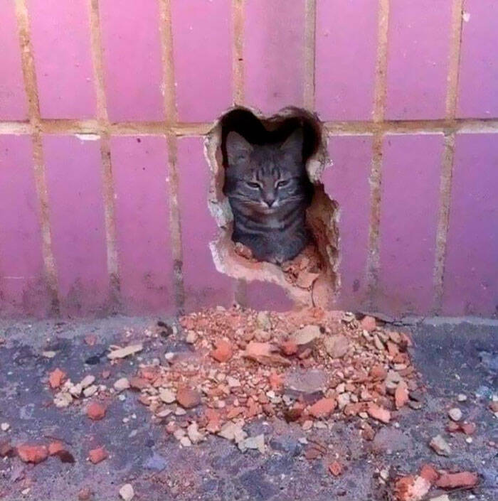 cool pics - cat inside wall