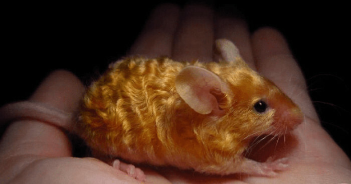 A Golden Coloured Mouse With Wavy Fur!