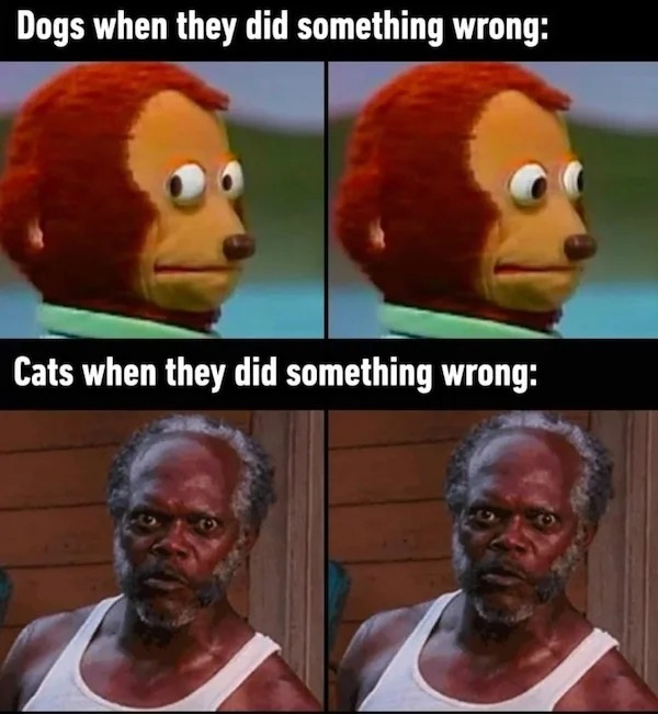 sunday funday memes -  cats when they do something wrong meme - Dogs when they did something wrong Cats when they did something wrong