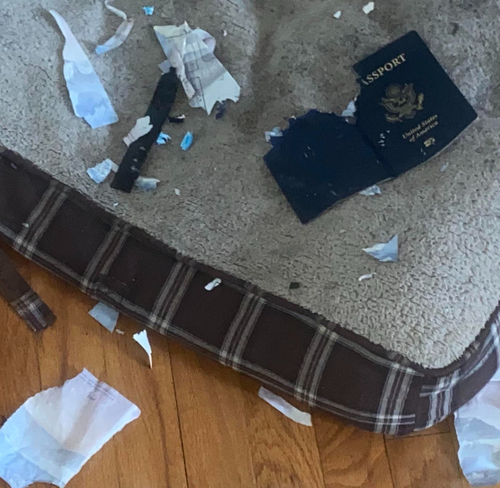 people having a bad day - Dog - Assport United States of America