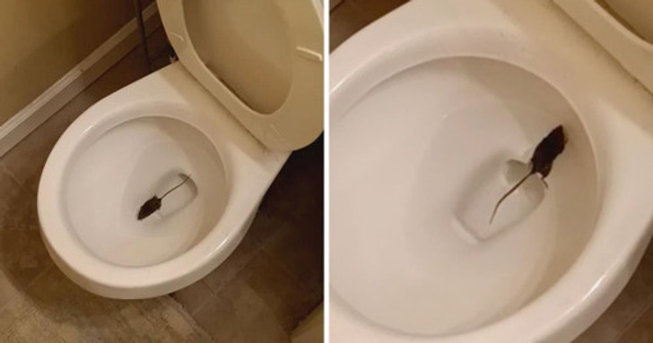 people having a bad day - toilet seat