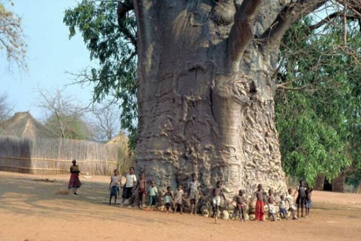 absolute units - baobab tree of life