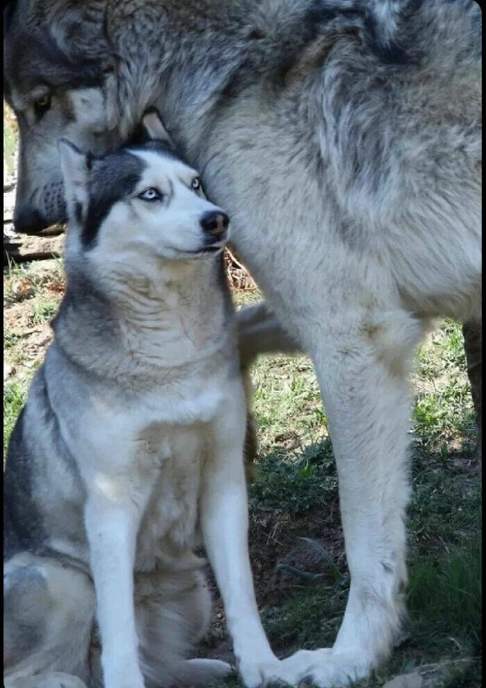 "A Husky Next To A Wolf"