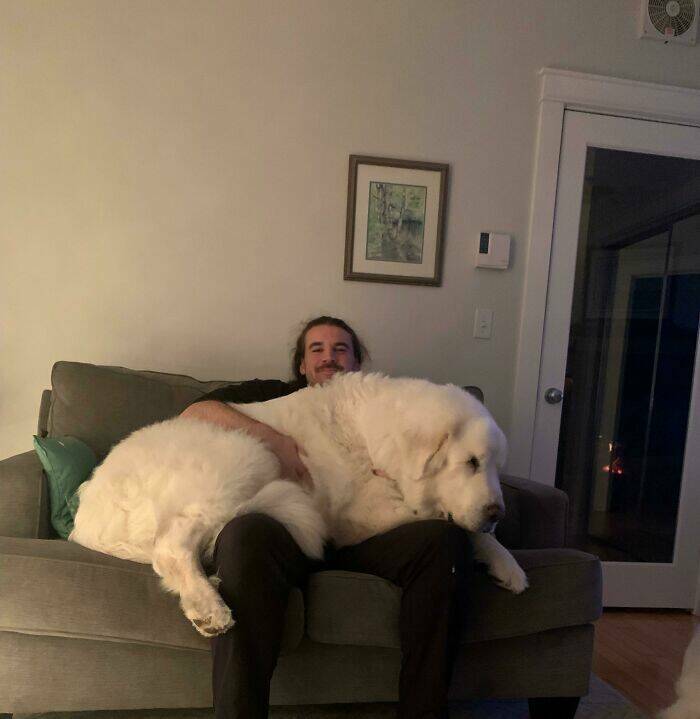 absolute units - dog