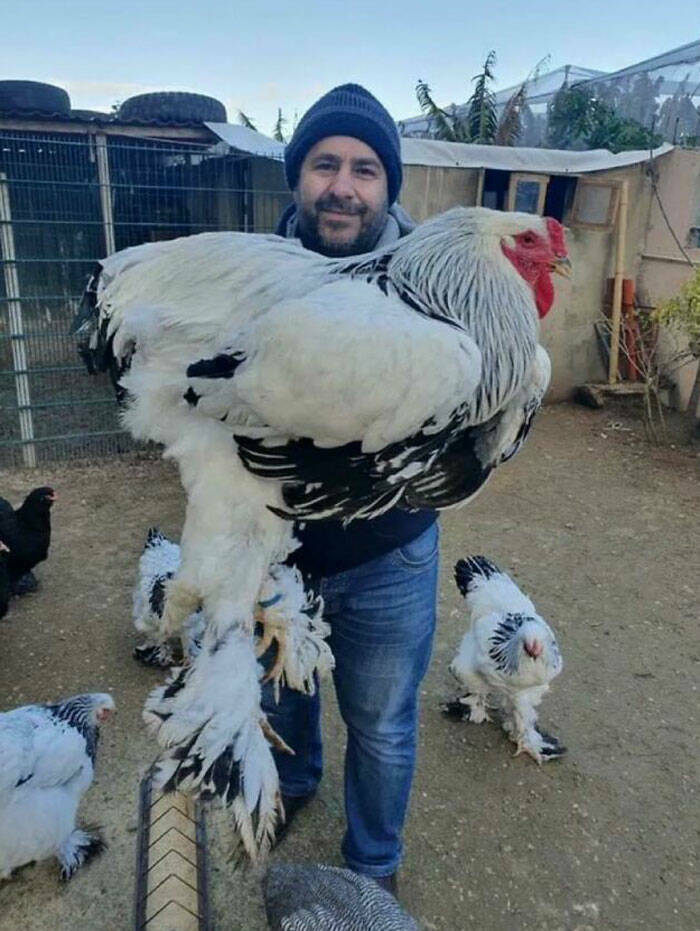 absolute units - biggest chicken in the world