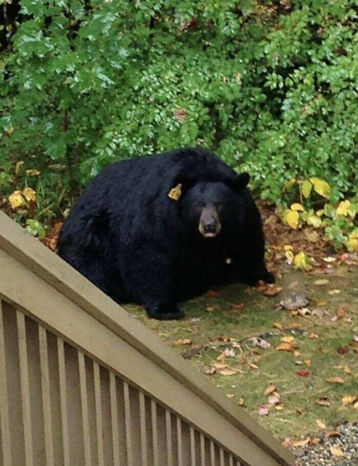 absolute units - cute fat black bear