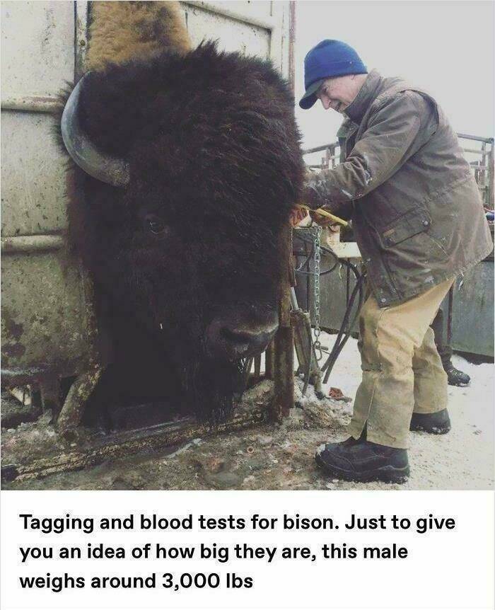 absolute units - full grown male bison - Tagging and blood tests for bison. Just to give you an idea of how big they are, this male weighs around 3,000 lbs