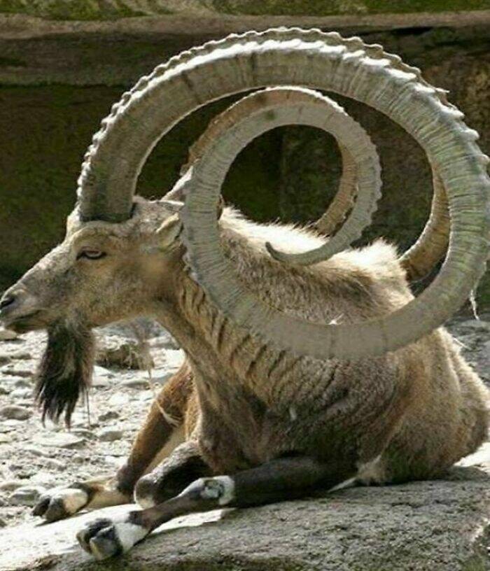 absolute units - biggest goat horns