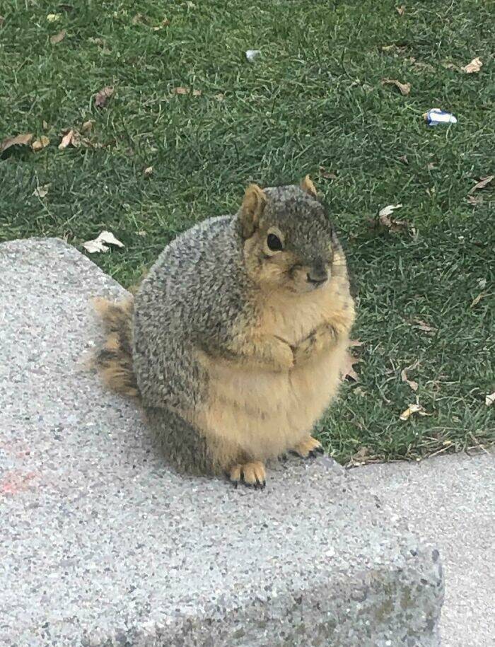 absolute units - michigan state university squirrel