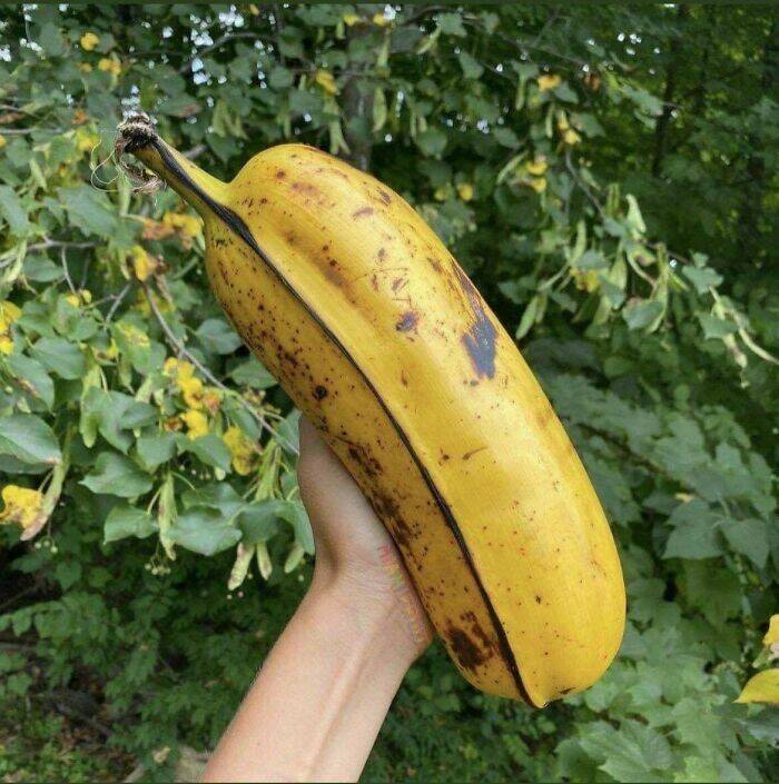 absolute units - hua moa banana