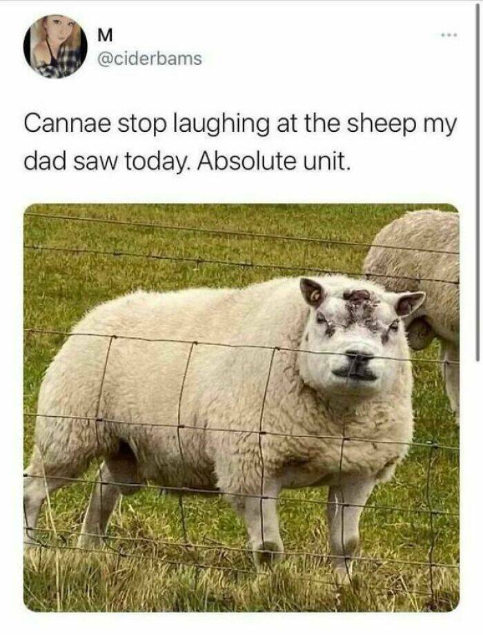 absolute units - r absoluteunits - M Cannae stop laughing at the sheep my dad saw today. Absolute unit.