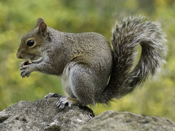 Squirrels will eat meat when given the chance and are known to hunt and kill snakes