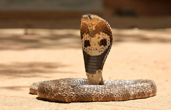 During the British rule of India there were far too many cobras in Delhi. To combat this problem, the British Government offered a bounty to the local Indians, telling them they would pay them for every dead cobra they brought in. Initially, the program was a success. The Cobra population in Delhi was decreasing and people were making money. But somehow the number of dead cobras being turned in every week stayed consistent. And that was because some entrepreneurial Indians started setting up Cobra Farms in their homes to make a little extra cash on the side. The British Government found out about the Cobra Farms, so they canceled the Cobra Bounty and stopped paying for dead cobras. So the Indians shut down their Cobra farms and let their cobras go free in the streets, resulting in there being significantly more cobras in Delhi than before the program started.