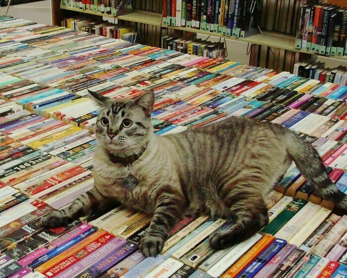 To solve a rodent problem at the White Settlement Library in Texas, the librarians brought in a cat from the local shelter; 6 year later White Settlement Town Council passed a motion that said the cat had to find a new place to live and leave the library within 30 days.