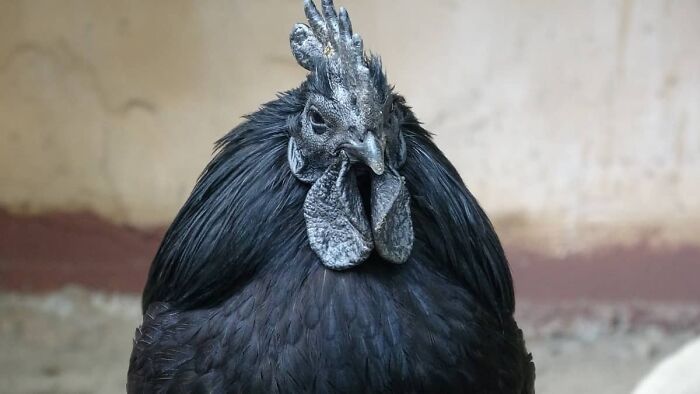 The Cemani Chicken is thought to be the most deeply pigmented creature in the world