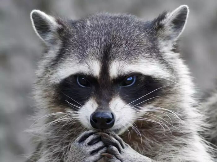 Raccoons are taking over Europe.