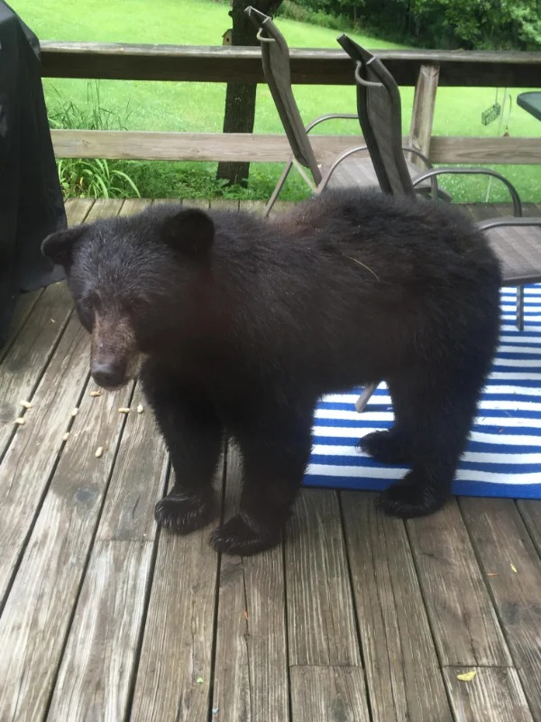 “A black bear came on my porch and ate the peanuts i threw for the chipmunks.”