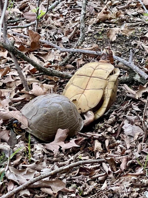 “On my morning hike I saw turtles mating.”