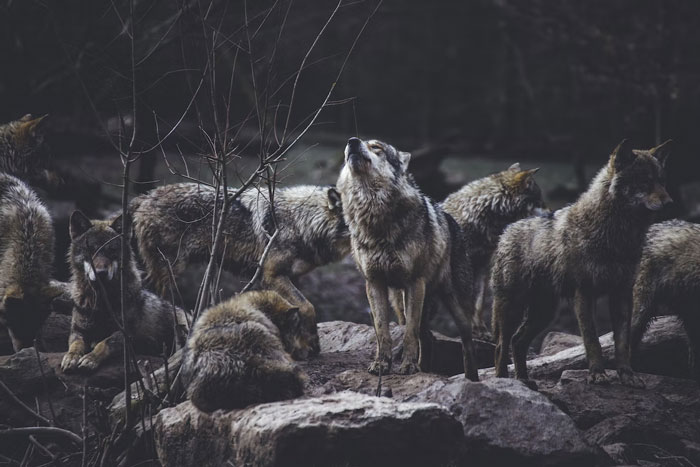 popular beliefs proven wrong - wolf pack